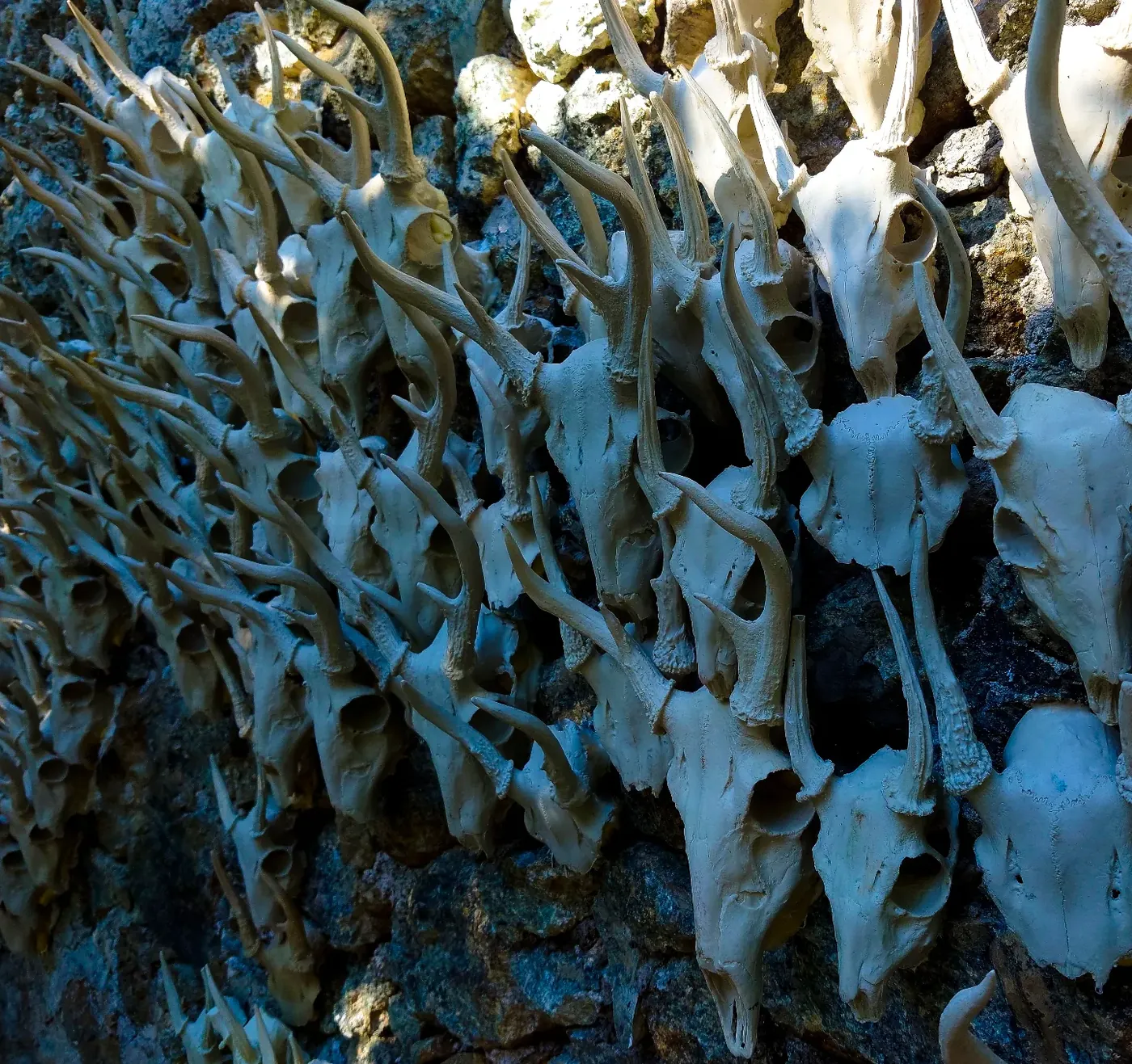 Cráneos de venado con astas cubren un muro de piedra