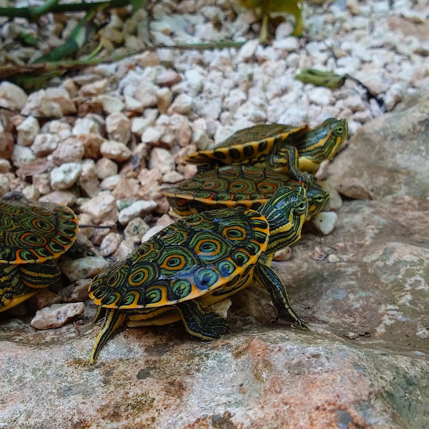 Tortugas del cenote tomando el sol sobre la roca